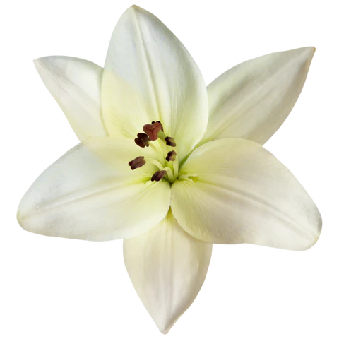BCL Spa - Massage Cream Lemon + Lily