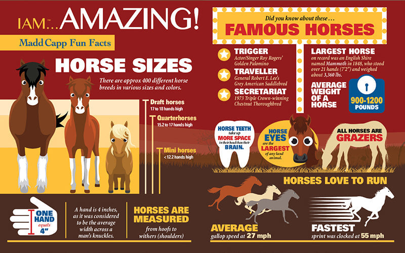 Madd Capp Puzzles – I Am Horse Jigsaw Puzzle | 550 Pieces – educational Fun Facts insert