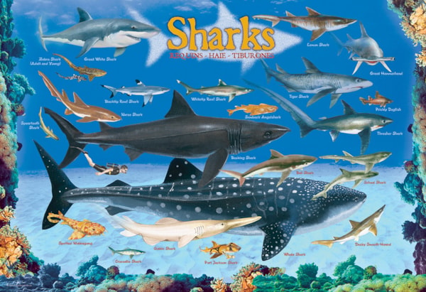 Eurographics - 100 Piece Jigsaw Puzzle - Eurographics 6100 - 0079 Sharks