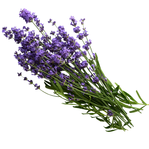 BCL Spa - Massage Cream Lavender + Mint | 16 oz