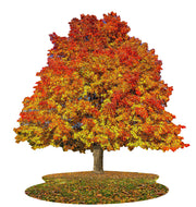 Madd Capp Puzzles – I Am Sugar Maple Jigsaw Puzzle | 1000 Pieces – completed puzzle