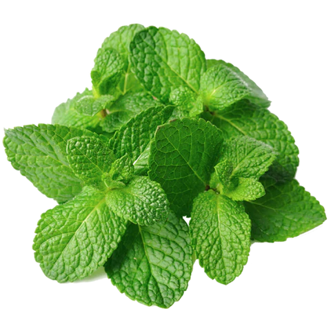 BCL Spa - Massage Cream Lavender + Mint | 16 oz