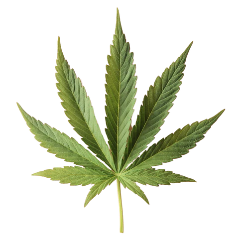 BCL Spa - 4-STEP System Tingling Mint + CBD 0. | 5 x 4 in oz