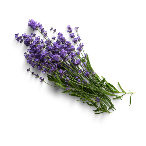 BCL Spa - Lavender Serenity Cream Botanical | 3 oz