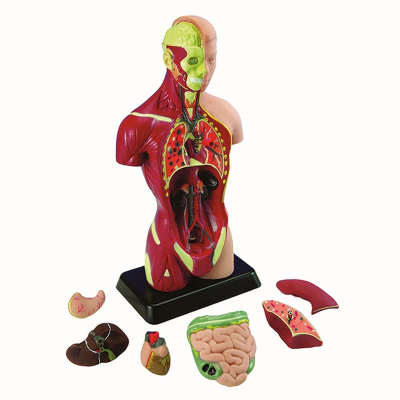 Playwell - Human Torso - Limolin 