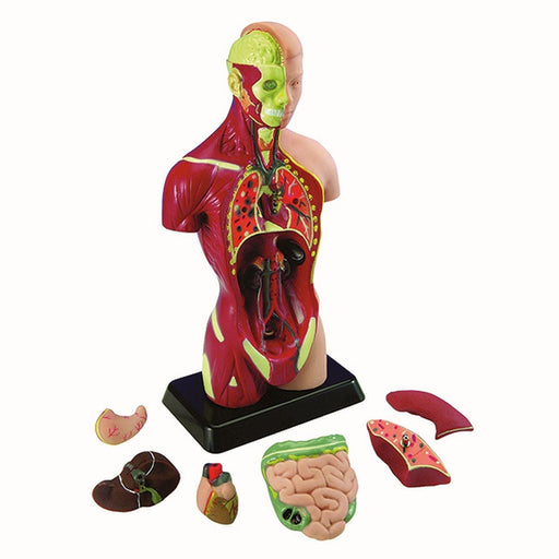 Playwell - Human Torso - Limolin 