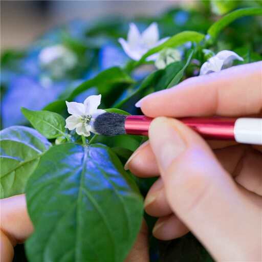 VERITABLE - VERITABLE Pollination Brush Home & Kitchen